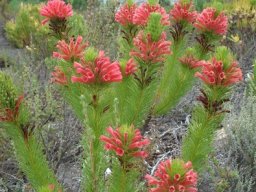 Erica vestita in the Overberg